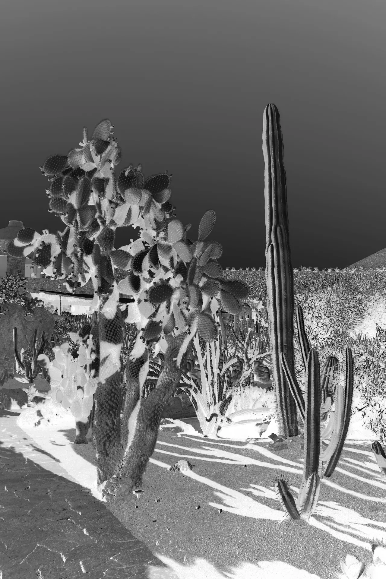 Cactus
