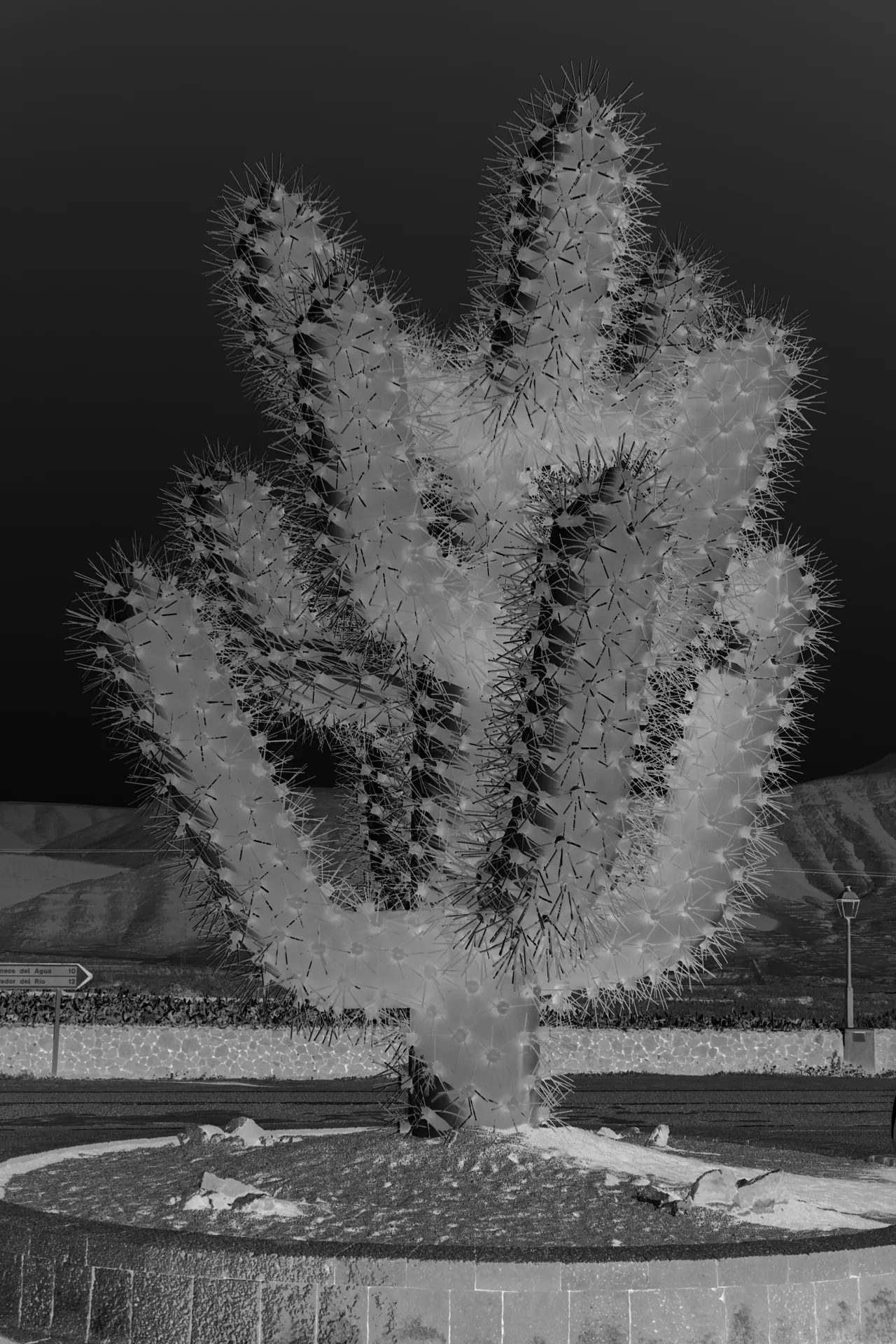 Cactus
