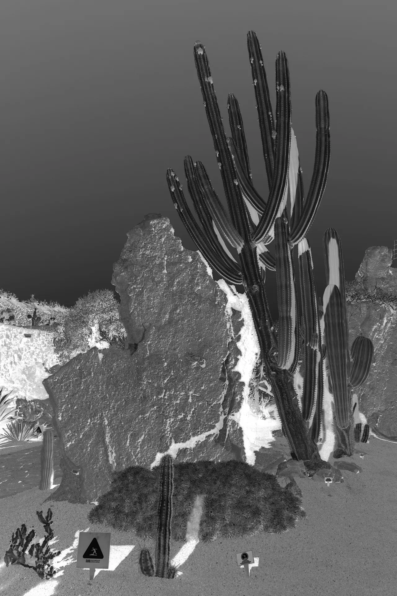 Cactus