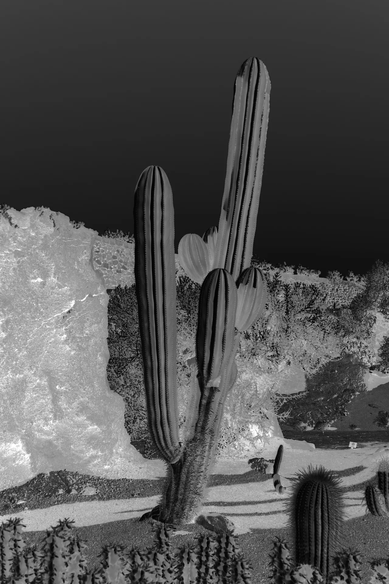 Cactus