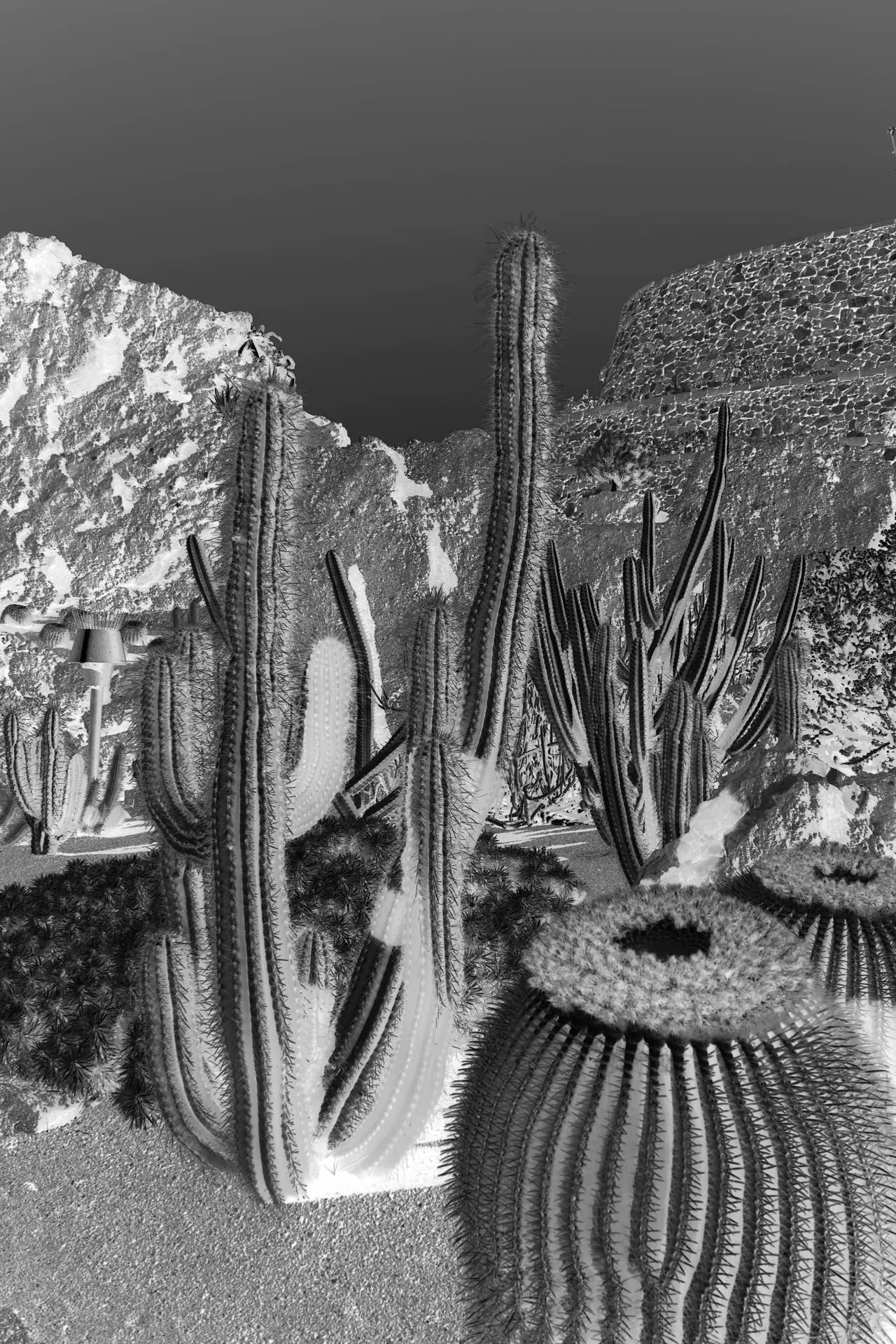 Cactus