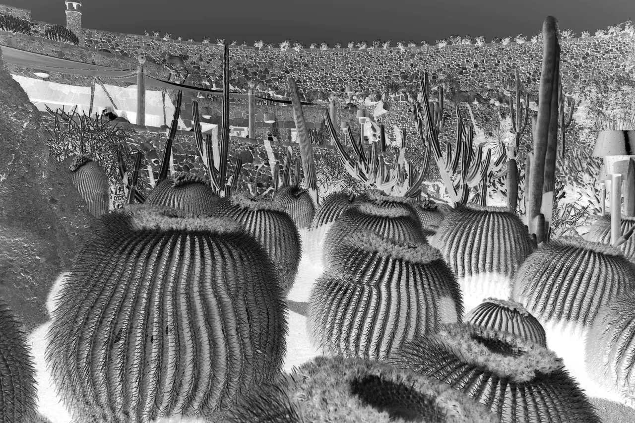 Paysages improbables — Cactus